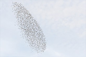 Common (Sturnus vulgaris) starlings fly together, in perfect symbiosis to protect themselves from