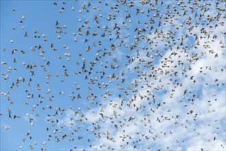 Common (Sturnus vulgaris) starlings fly together, in perfect symbiosis to protect themselves from