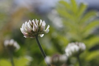 White clover (Trifolium repens), flowering, North Rhine-Westphalia, Germany, Europe