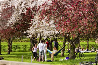 Spring on the Königsufer in Dresden