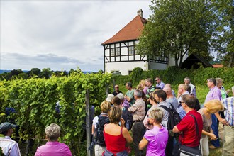 Open Winery Day in Saxony