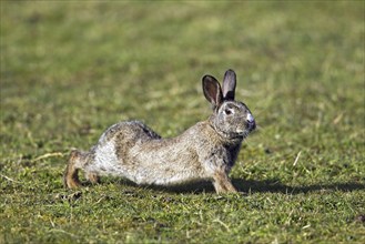 European, common rabbit (Oryctolagus cuniculus) stretching in grassland, Germany, Europe