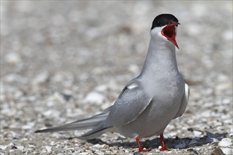 Common Tern (Sterna hirundo), mating in the colony, Lower Saxon Wadden Sea National Park, East