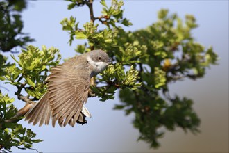 Clapper warbler (Curruca curruca) (Syn. Sylvia curruca) stretches its wings on a branch,