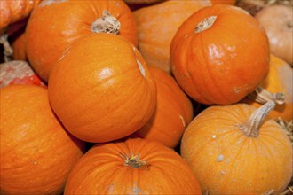 Pumpkins (Cucurbita) (Cucurbitaceae) are a genus of plants in the gourds . Five species are