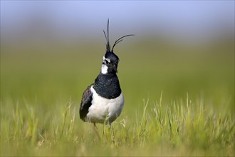 Northern lapwing (Vanellus vanellus), in a wet meadow, Dümmer, Lower Saxony, Germany, Europe