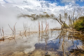 Geothermal, Park, Rotorua, New Zealand, Oceania