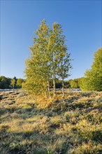 Yellow birch trees in the morning light on a moorland overgrown with heather near Les