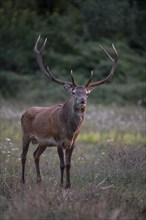 Red deer (Cervus elaphus), red deer, capital mountain stag enters the clearing in rutting season