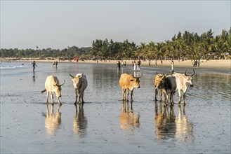 African cattle free on the beach of Sanyang, Gambia, West Africa, Africa