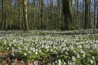 Forest floor covered with wood anemone (Anemone nemorosa), Ahaus, Münsterland, North