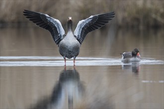 Greylag geese (Anser anser), Baden-Württemberg, Germany, Europe