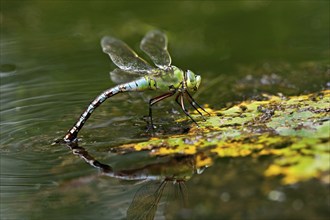 Emperor dragonfly (Anax imperator), laying eggs, Selger Moor, Canton Zurich, Switzerland, Europe