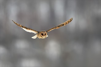 Central European barn owl (Tyto alba guttata), adult, flying, in winter, in snow, Bohemian Forest,