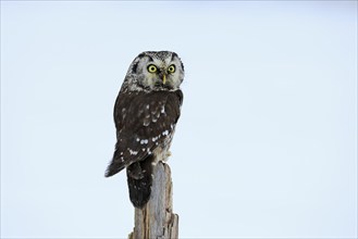 Tengmalm's Owl (Aegolius funereus), Tengmalm's Owl, adult, perch, in the snow, alert, in winter,