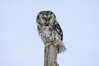 Tengmalm's Owl (Aegolius funereus), Tengmalm's Owl, adult, perch, in the snow, alert, in winter,