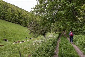 Hiking trail to the Reußenstein ruins, Wiesensteig, Swabian Alb, Baden-Württemberg, Germany, Europe