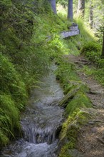 Hiking trail along the Ulfaser Waal, moss in Passeier, South Tyrol, Italy, Europe