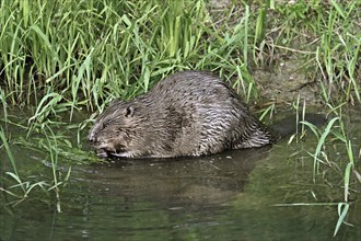 Eurasian beaver, european beaver (Castor fiber), feeding on the riverbank, Freiamt, Canton Aargau,