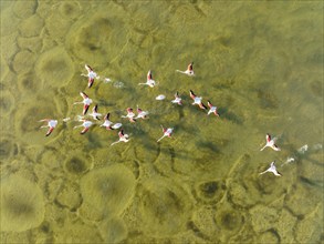 Greater Flamingo (Phoenicopterus roseus), taking off at the shallow lagoon Salinas de Cerrillos