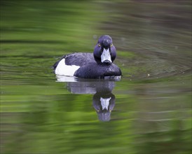 Tufted duck (Aythya fuligula), Germany, Europe