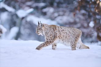 Eurasian lynx (Lynx lynx) walking in the snow, Wildpark Aurach, Kitzbühl, Tirol, Austria, Europe