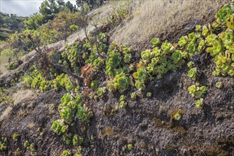 Houseleek (Aeonium), Buracas, La Palma Island, Spain, Europe