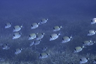 Group, school of common two-banded seabream (Diplodus vulgaris) in the Mediterranean Sea near