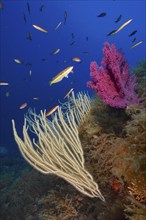 White gorgonian (Eunicella singularis), violescent mediterranean rainbow wrasse (Coris julis) in