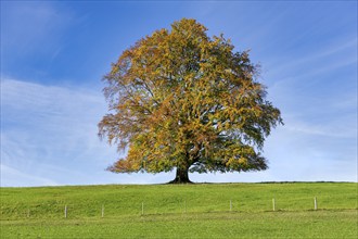 Common beech (Fagus sylvatica) in autumn, solitary tree in a meadow, Allgäu, Ostallgäu, Swabia,