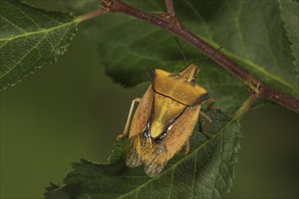 Tree bug (Carpocoris fuscispinus) on a leaf, Baden-Württemberg, Germany, Europe