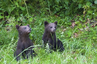 European brown bear (Ursus arctos arctos), young, young, Transylvania, Carpathians, Romania, Europe