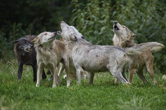 Timber Wolf (Canis lupus), howling group of wolves, captive, Germany, Europe