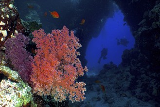 Hemprich's tree coral (Dendronephthya hemprichi) in a cave, diver in the background, St Johns Caves