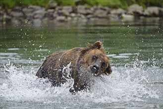 Brown bear (Ursus arctos) hunting for salmon in the water, Lake Clark National Park, Alaska