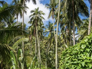 Tropical vegetation with palm trees, Sri Lanka, Asia