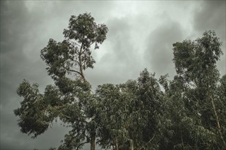 Eucalyptus trees (Eucalyptus globulus), grey sky, San Pedro de Saño, Peru, South America