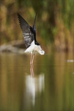 Black-winged stilt (Himantopus himantopus) standing in the water stretching its wings, Camargue,