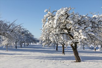 Winter meadow orchard, snow, winter, Leibertingen, Upper Danube nature park Park,