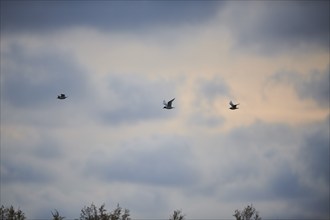 Black-headed gulls (Chroicocephalus ridibundus) flying in the sky at sunset, Camargue, France,