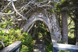 Curved tree trunk spanning a path, Fairytale Forest, Ucluelet, Vancouver Island, Canada, North