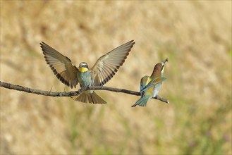 Bee-eater (Merops apiaster) with wings spread to land next to a conspecific on a branch,