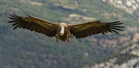 Griffon vulture (Gyps fulvus) approaching, Pyrenees, Catalonia, Spain, Europe