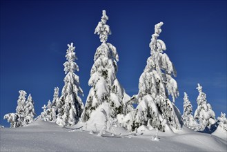 Snowy winter landscape near the Vogelskopf, near Baiersbronn, county Freudenstadt, Black Forest,