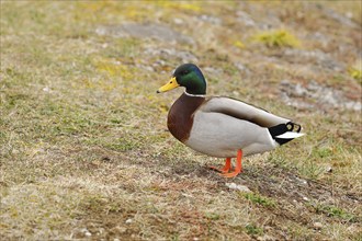 Mallard (Anas platyrhynchos), male, standing in a meadow on the lakeshore, Chiemsee, Bavaria,