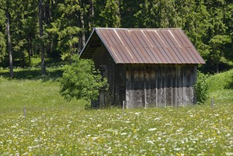 View over a flowering mountain meadow with wooden rick, Stillachtal near Oberstdorf, Allgäu Alps,