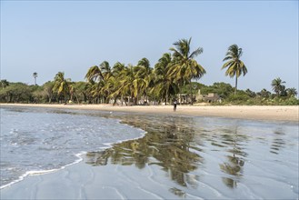 Palm trees on the beach of Sanyang, Gambia, West Africa, Africa