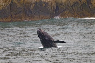 Humpback whale (Megaptera novaeangliae) up to the pectoral fin above the water surface, rocky