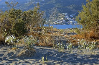 Natural beach with tamarisk trees, Plakias, Crete, Greece, Europe