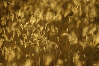 Blades of grass, abstract details against golden sunset light. Hwange National Park, Zimbabwe,